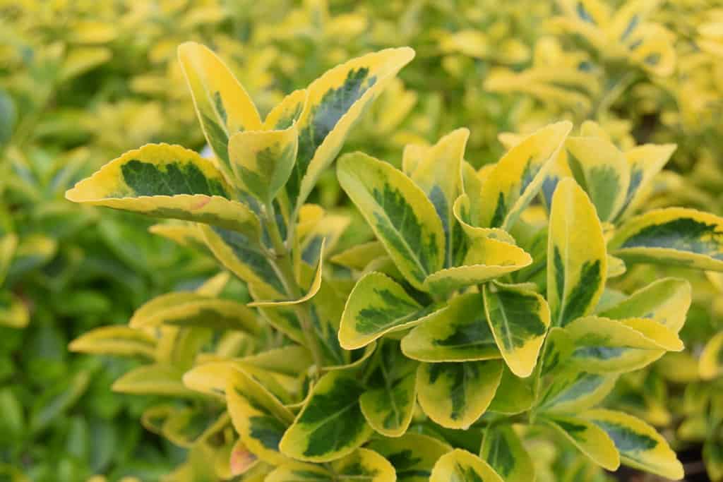 Euonymus japonicus 'Ovatus Aureus' 20-30 cm